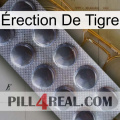 Érection De Tigre 30